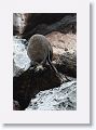 Incorrectly named Galapagos Fur Seals, they are really Sea Lions with  external ear-like pinnae flaps